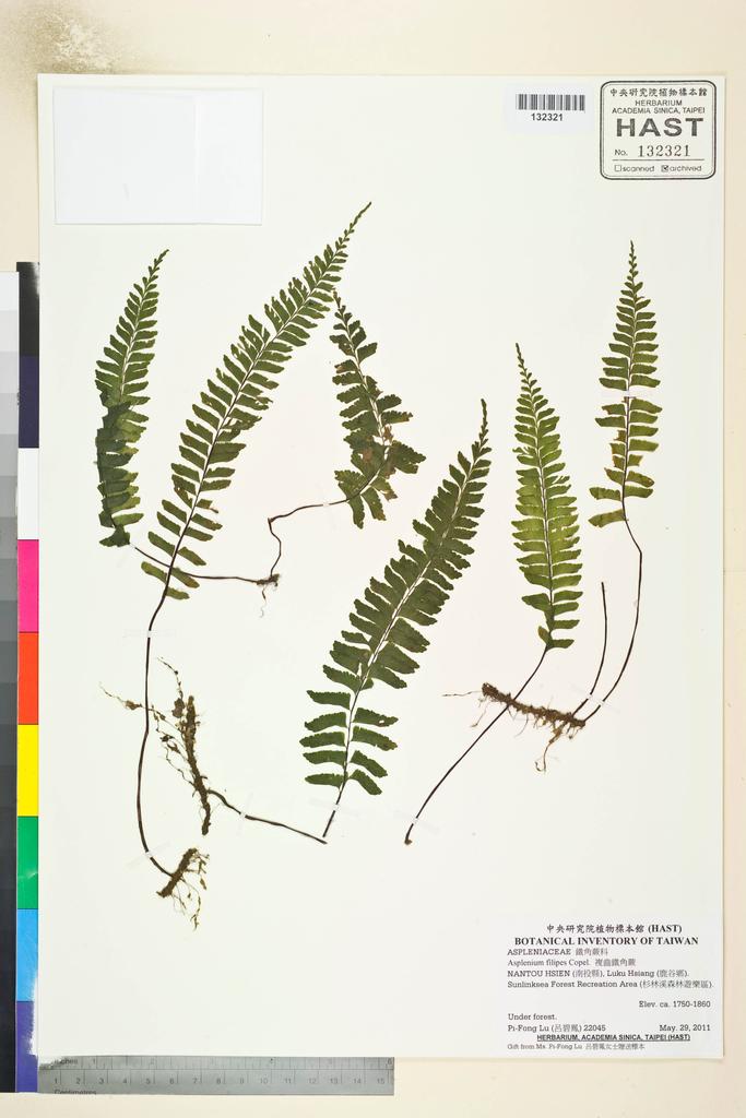 <Unit #106796 Lu, Pi-Fong | 呂碧鳳 | 22045:: | Asplenium filipes Copel.>