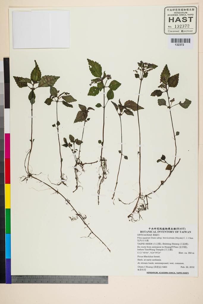 <Unit #106188 Huang, Chien-I | 黃建益 | 5463:: | Pilea aquarum Dunn subsp. brevicornuta (Hayata) C. J. Chen>
