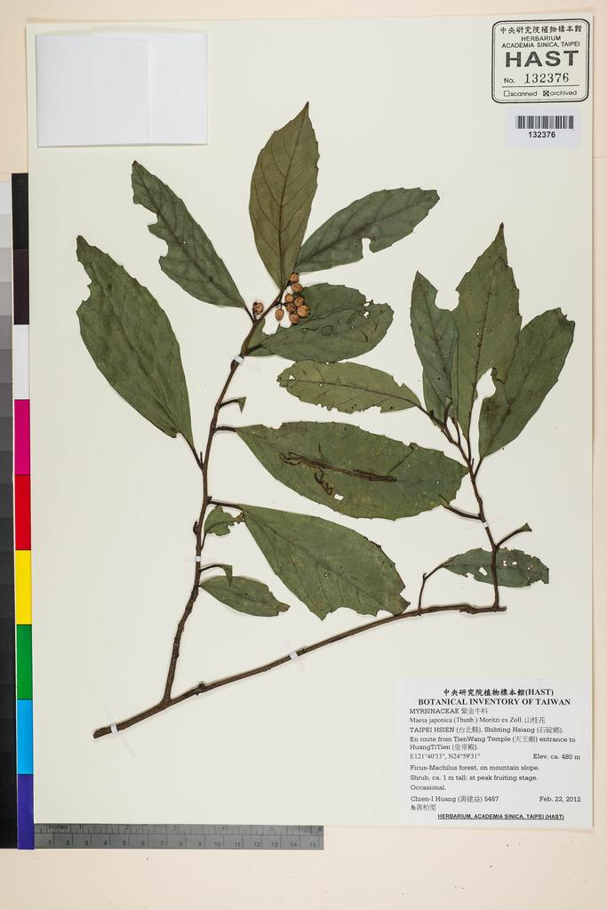 <Unit #106198 Huang, Chien-I | 黃建益 | 5467:: | Maesa japonica (Thunb.) Moritzi ex Zoll.>