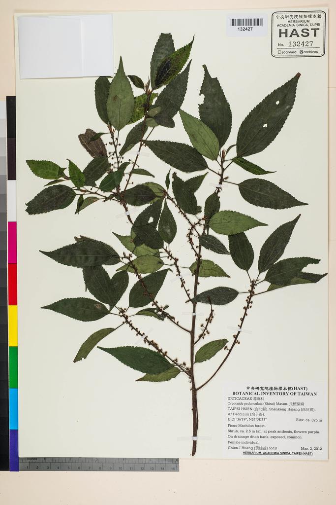 <Unit #106356 Huang, Chien-I | 黃建益 | 5518:: | Oreocnide pedunculata (Shirai) Masam.>
