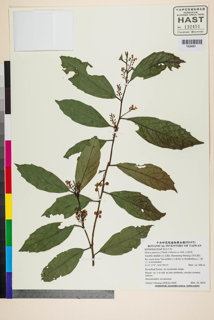<Unit #106627 Huang, Chien-I | 黃建益 | 5535:: | Maesa japonica (Thunb.) Moritzi ex Zoll.>