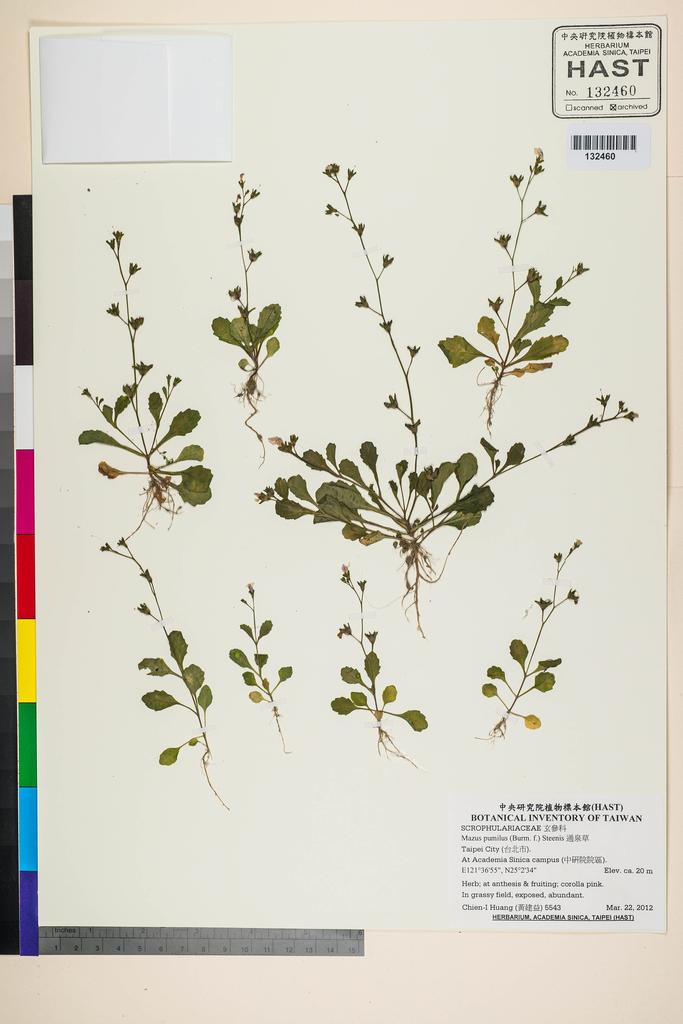<Unit #106740 Huang, Chien-I | 黃建益 | 5543:: | Mazus pumilus (Burm. f.) Steenis>