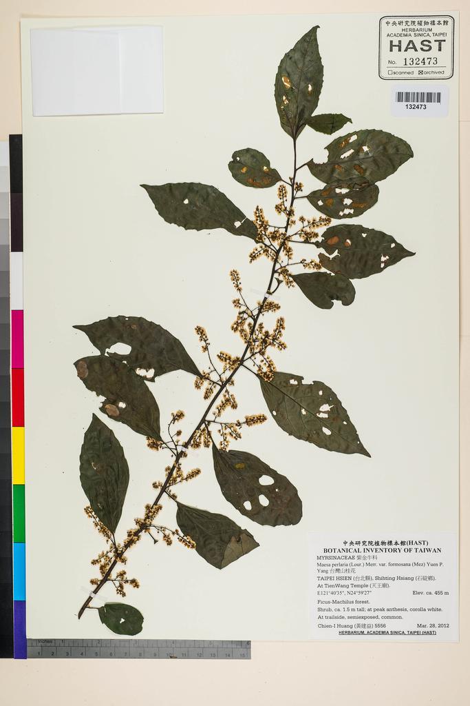 <Unit #106752 Huang, Chien-I | 黃建益 | 5556:: | Maesa perlaria (Lour.) Merr. var. formosana (Mez) Yuen P. Yang>