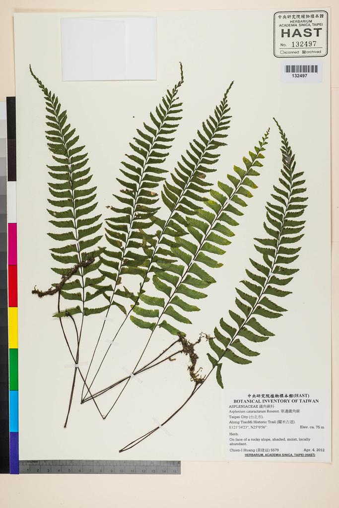 <Unit #106847 Huang, Chien-I | 黃建益 | 5579:: | Asplenium unilaterale Lam.>