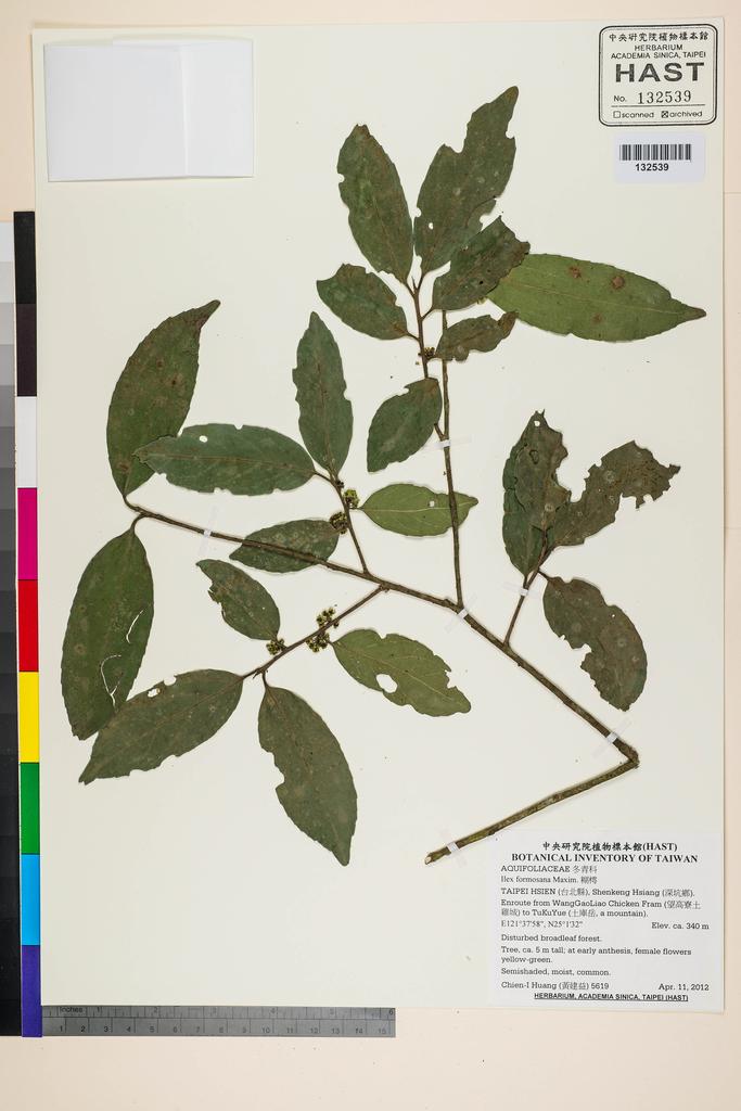 <Unit #106967 Huang, Chien-I | 黃建益 | 5619:: | Ilex formosana Maxim.>