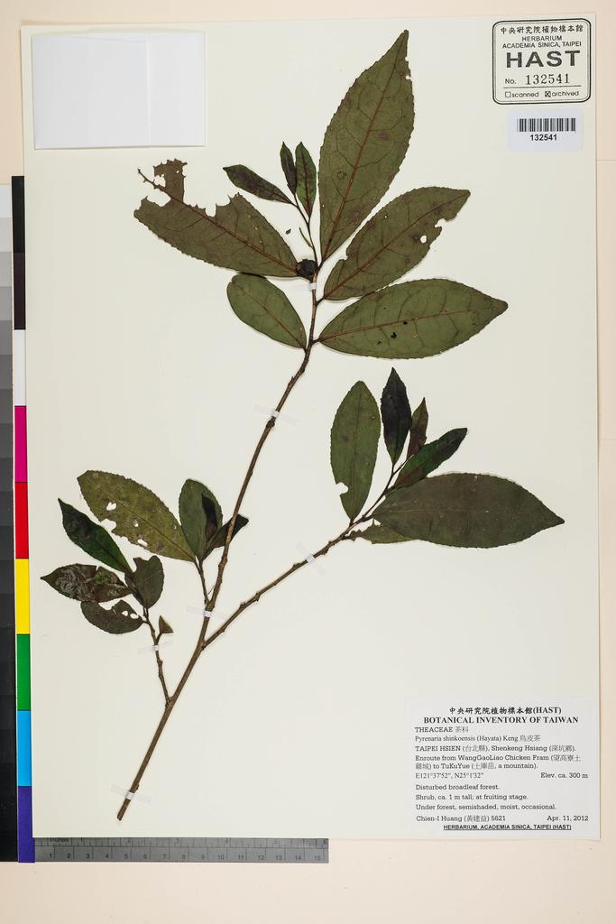 <Unit #106969 Huang, Chien-I | 黃建益 | 5621:: | Camellia oleifera Abel.>