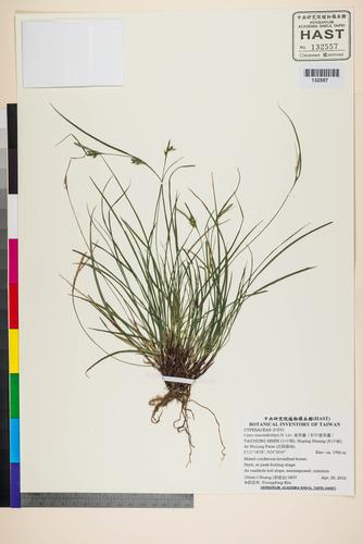 Carex macrandrolepis H. Lév.