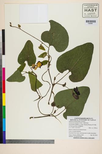 Aristolochia kaempferi Willd.
