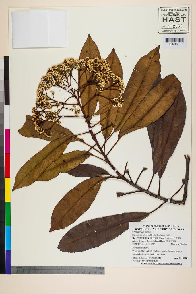 <Unit #106986 Huang, Chien-I | 黃建益 | 5642:: | Photinia serratifolia (Desf.) Kalkman>