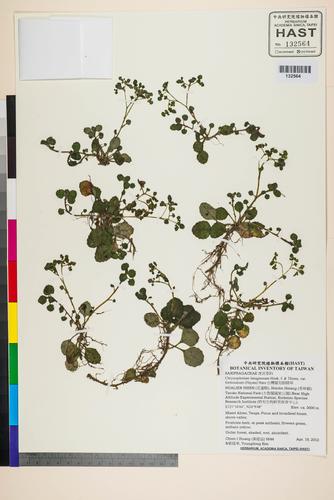 Chrysosplenium lanuginosum Hook. f. & Thoms. var. formosanum (Hayata) Hara