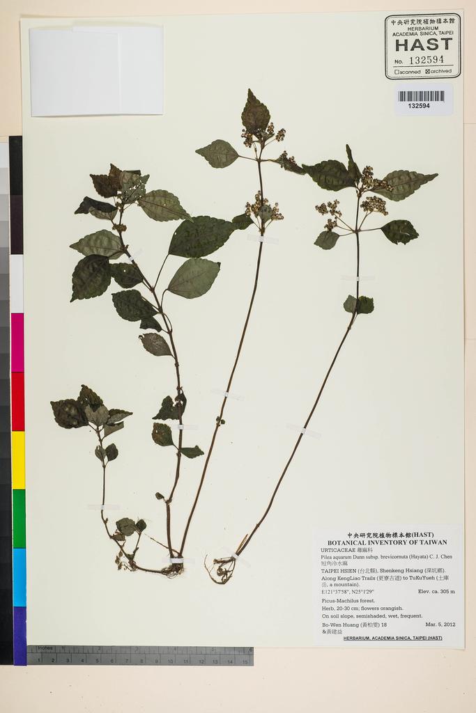 <Unit #106315 Huang, Bo-Wen | 黃柏雯 | 18:: | Pilea aquarum Dunn subsp. brevicornuta (Hayata) C. J. Chen>