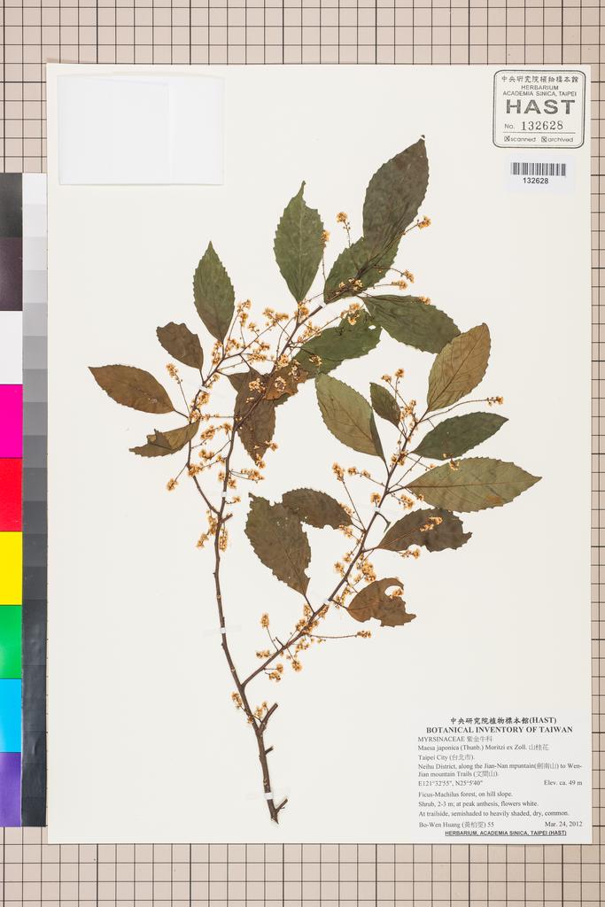 <Unit #106688 Huang, Bo-Wen | 黃柏雯 | 55:: | Maesa japonica (Thunb.) Moritzi ex Zoll.>