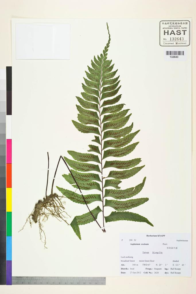 <Unit #107330 Knapp, Ralf | 柯納普 | 2628:: | Asplenium excisum Presl>