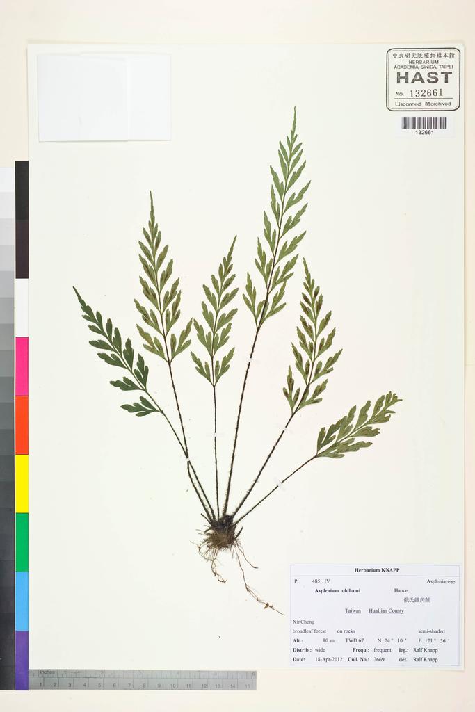 <Unit #107283 Knapp, Ralf | 柯納普 | 2669:: | Asplenium oldhami Hance>