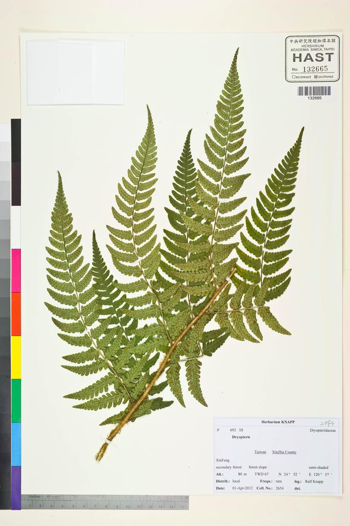 <Unit #107273 Knapp, Ralf | 柯納普 | 2654:: | Dryopteris>