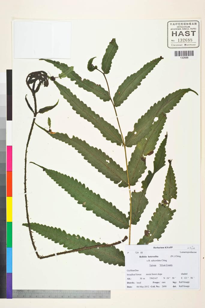 <Unit #107252 Knapp, Ralf | 柯納普 | 2690:: | Bolbitis heteroclita × B. subcordata>