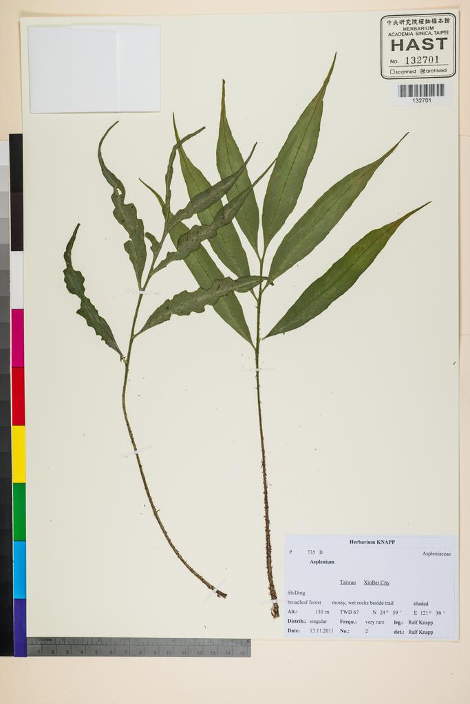 <Unit #117528 Knapp, Ralf | 柯納普 | 2011-11-13 2:: | Asplenium>