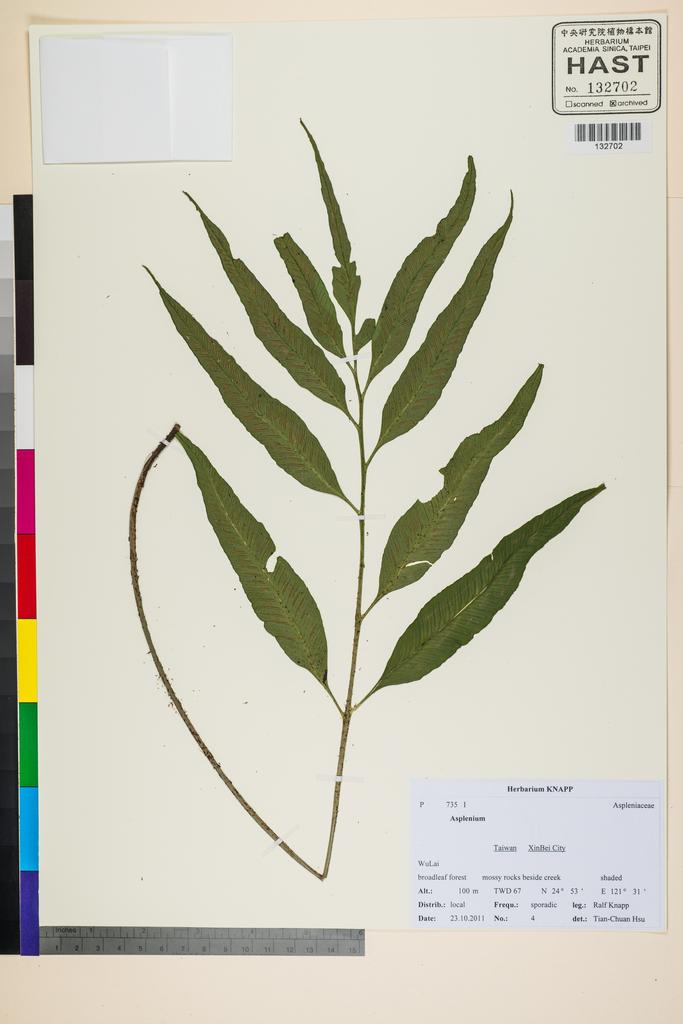 <Unit #117532 Knapp, Ralf | 柯納普 | 2011-10-23 4:: | Asplenium>