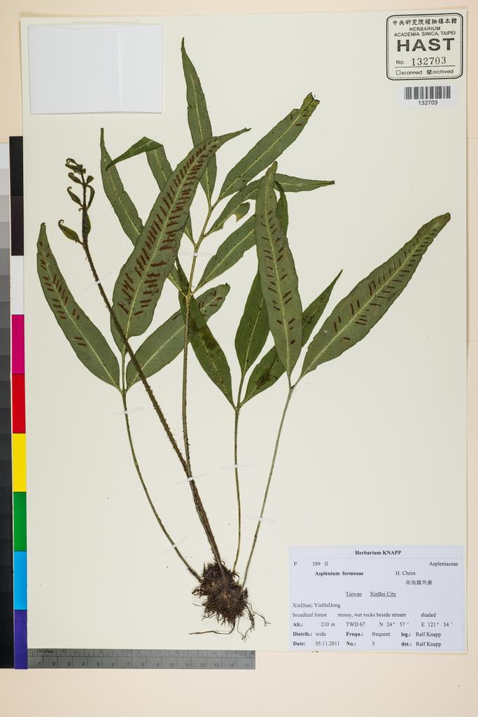 <Unit #117531 Knapp, Ralf | 柯納普 | 2011-11-15 5:: | Asplenium formosae Christ>
