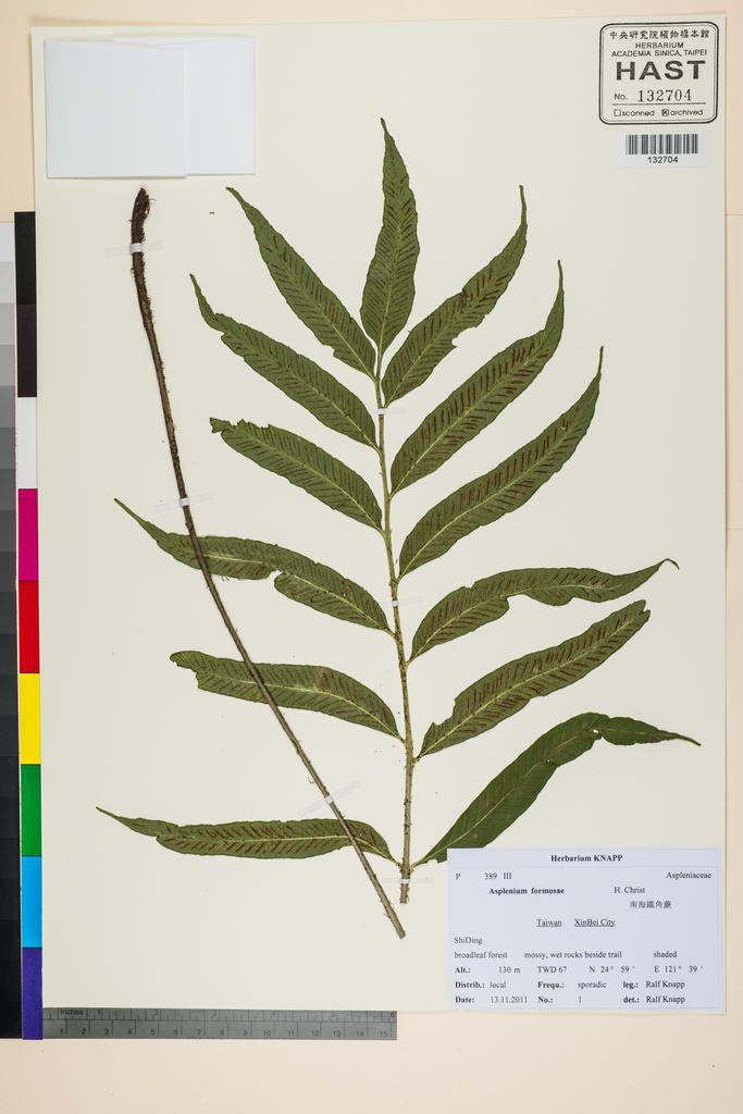 <Unit #117529 Knapp, Ralf | 柯納普 | 2011-11-13 1:: | Asplenium formosae Christ>