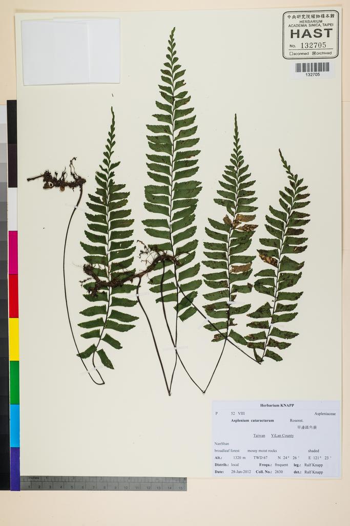<Unit #117485 Knapp, Ralf | 柯納普 | 2630:: | Asplenium cataractarum Rosenst.>