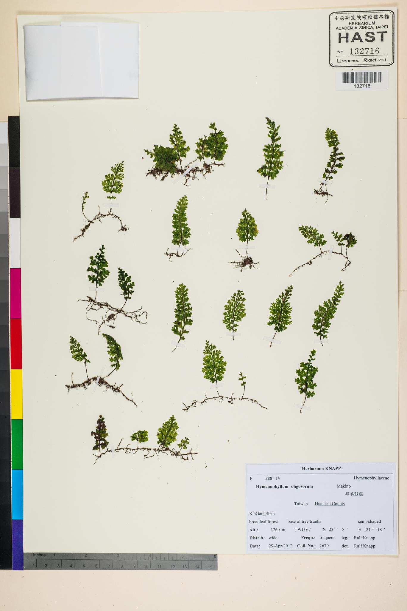 Sample image for viewer