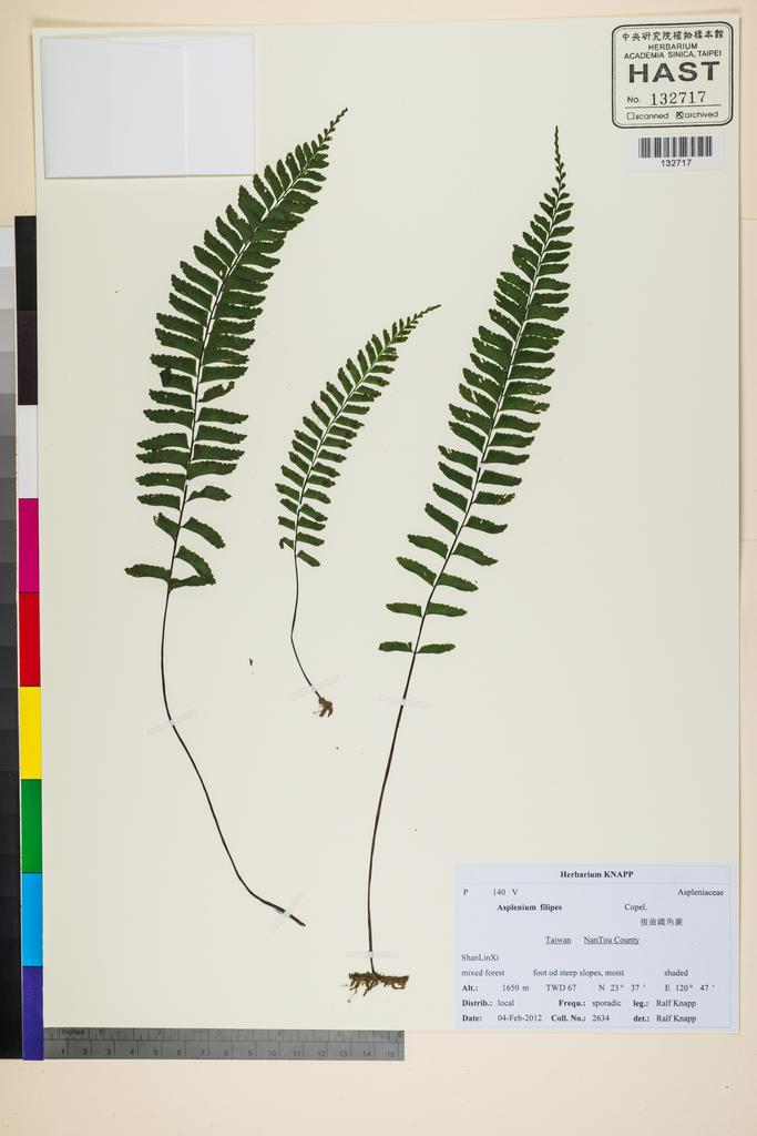 <Unit #117470 Knapp, Ralf | 柯納普 | 2634:: | Asplenium filipes Copel.>