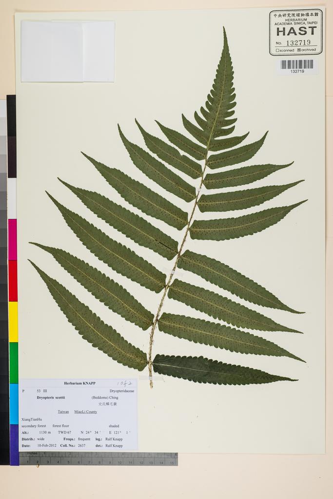 <Unit #117468 Knapp, Ralf | 柯納普 | 2637:: | Dryopteris scottii (Bedd.) Ching>