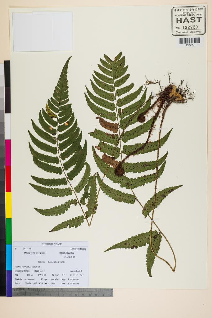 <Unit #117450 Knapp, Ralf | 柯納普 | 2644:: | Dryopteris decipiens (Hook.) Kuntze>