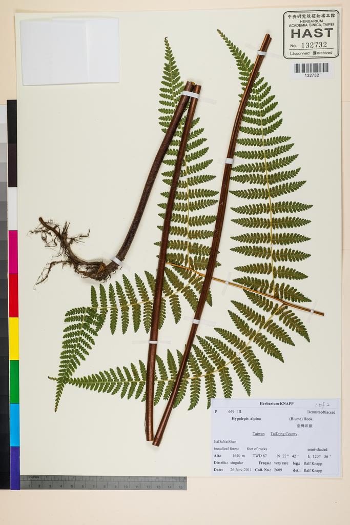 <Unit #107409 Knapp, Ralf | 柯納普 | 2609:: | Hypolepis alpina (Blume) Hook.>