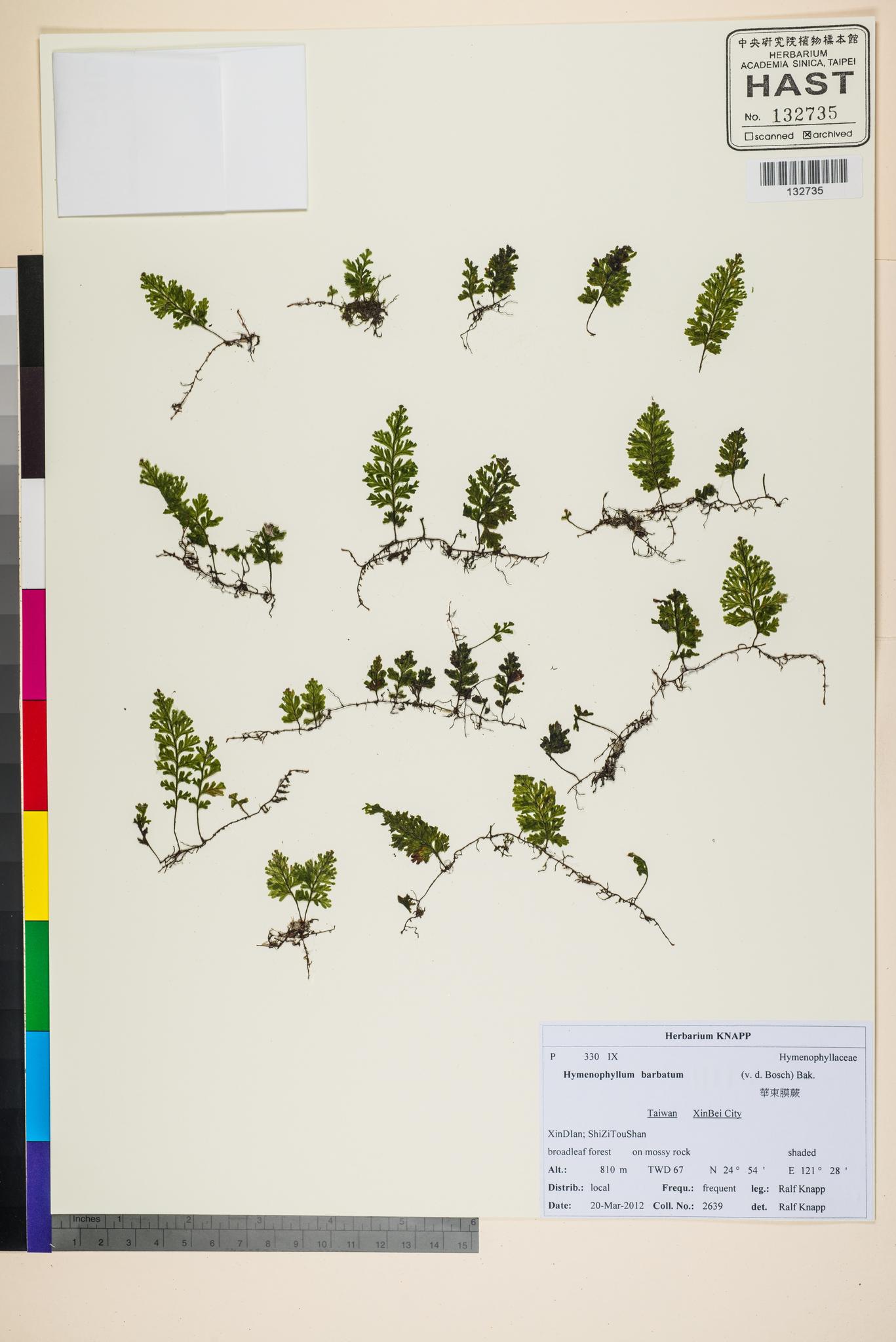 Sample image for viewer