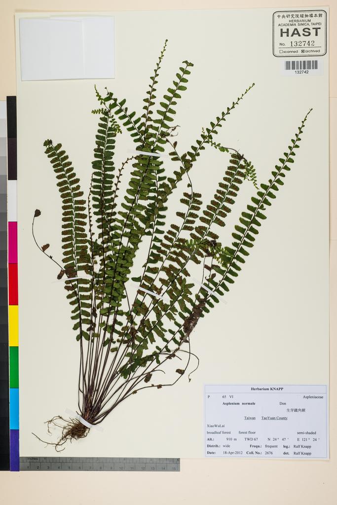 <Unit #117422 Knapp, Ralf | 柯納普 | 2676:: | Asplenium normale D. Don>