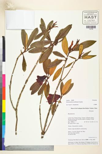 Rhododendron neriiflorum Franch.