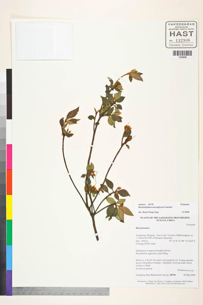 <Unit #108649 Gaoligong Shan Biodiversity Survey | 30750:: | Rhododendron microphyton Franch.>