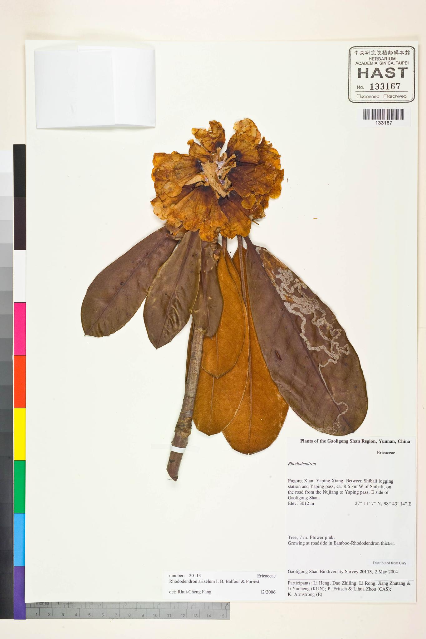 Sample image for viewer