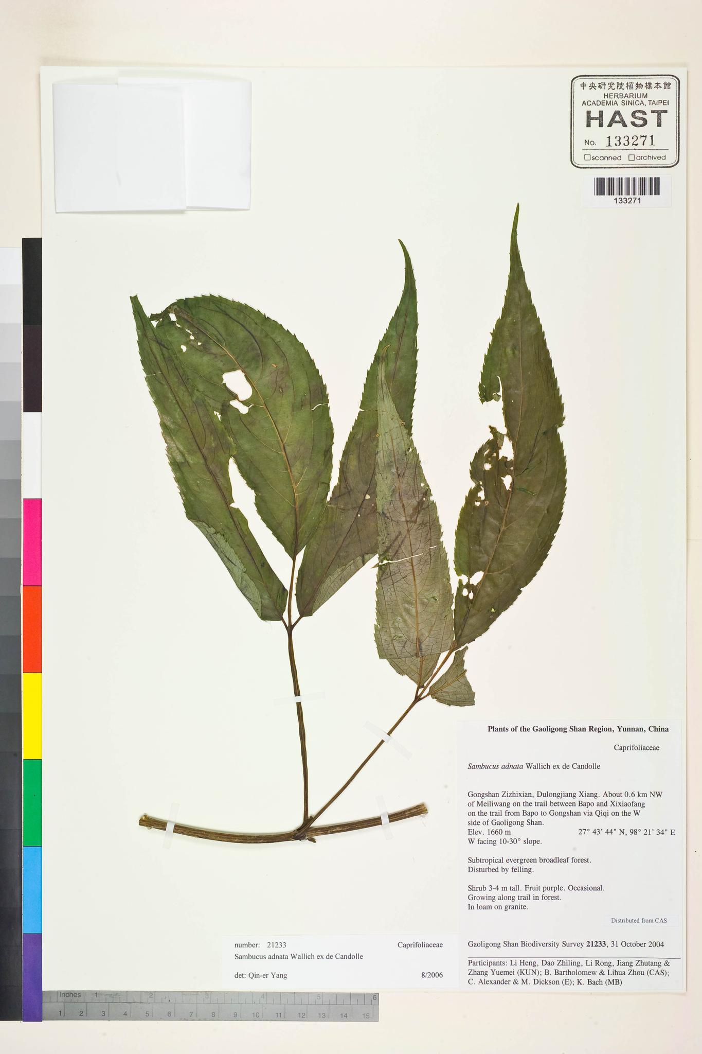 Sample image for viewer