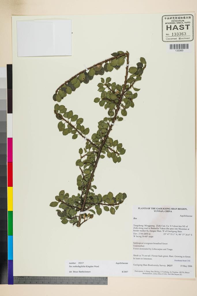 <Unit #116698 Gaoligong Shan Biodiversity Survey | 29237:: | Ilex nothofagifolia Kingdon-Ward>