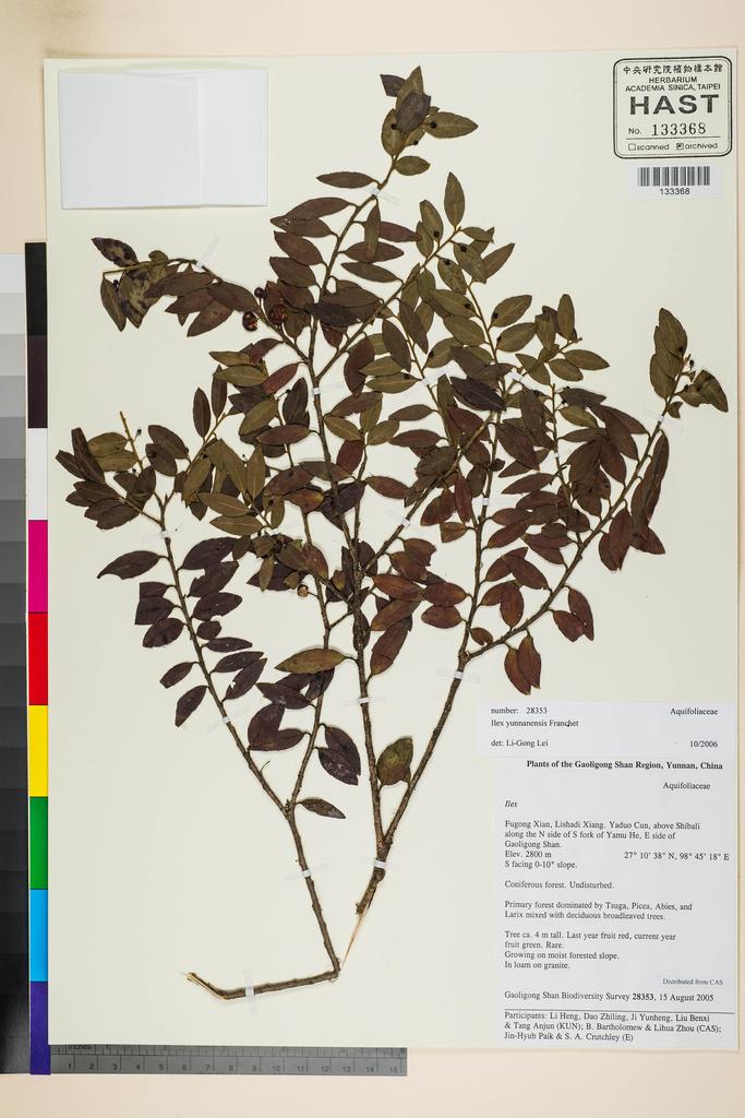 <Unit #116701 Gaoligong Shan Biodiversity Survey | 28353:: | Ilex yunnanensis Fr.>