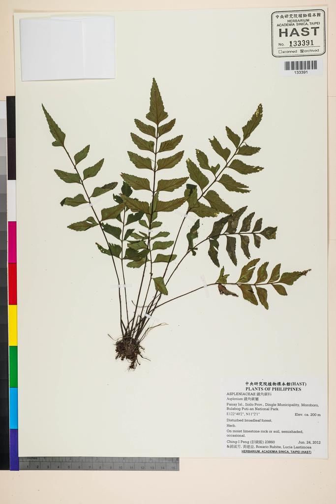 <Unit #107667 Peng, Ching-I | 彭鏡毅 | 23860:: | Asplenium>