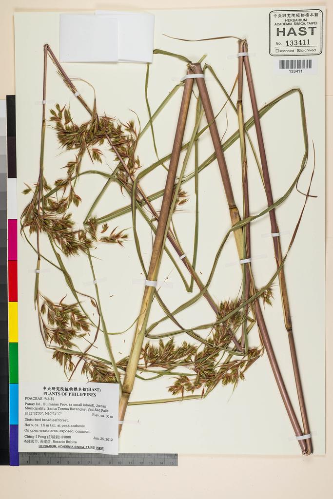 <Unit #107726 Peng, Ching-I | 彭鏡毅 | 23880:: | POACEAE>