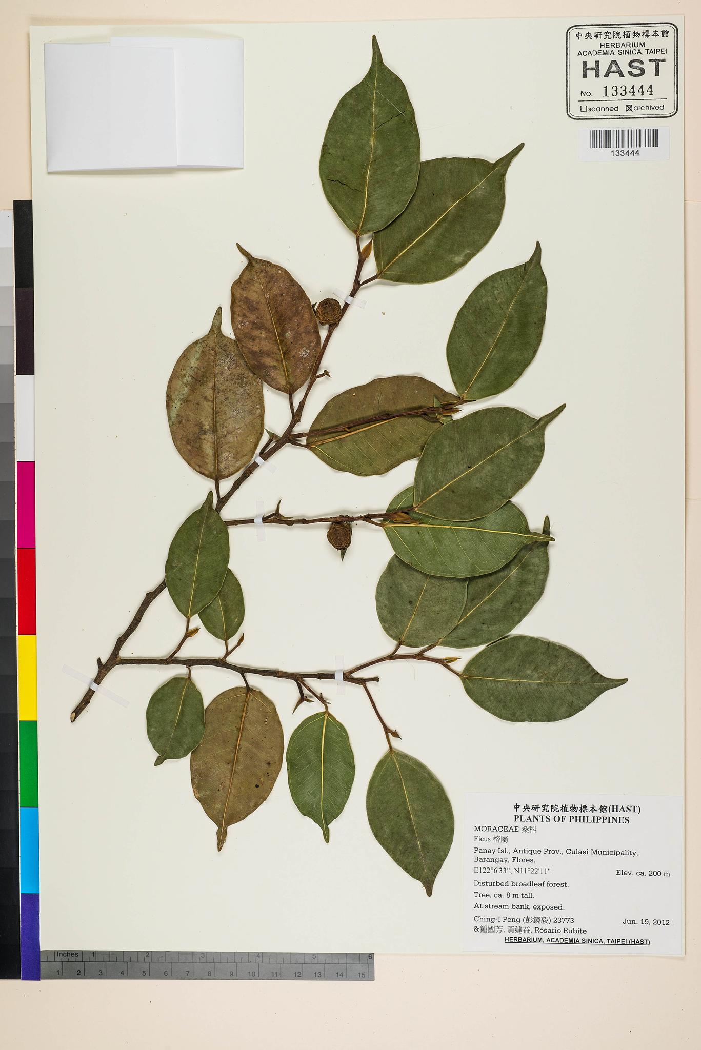 Sample image for viewer