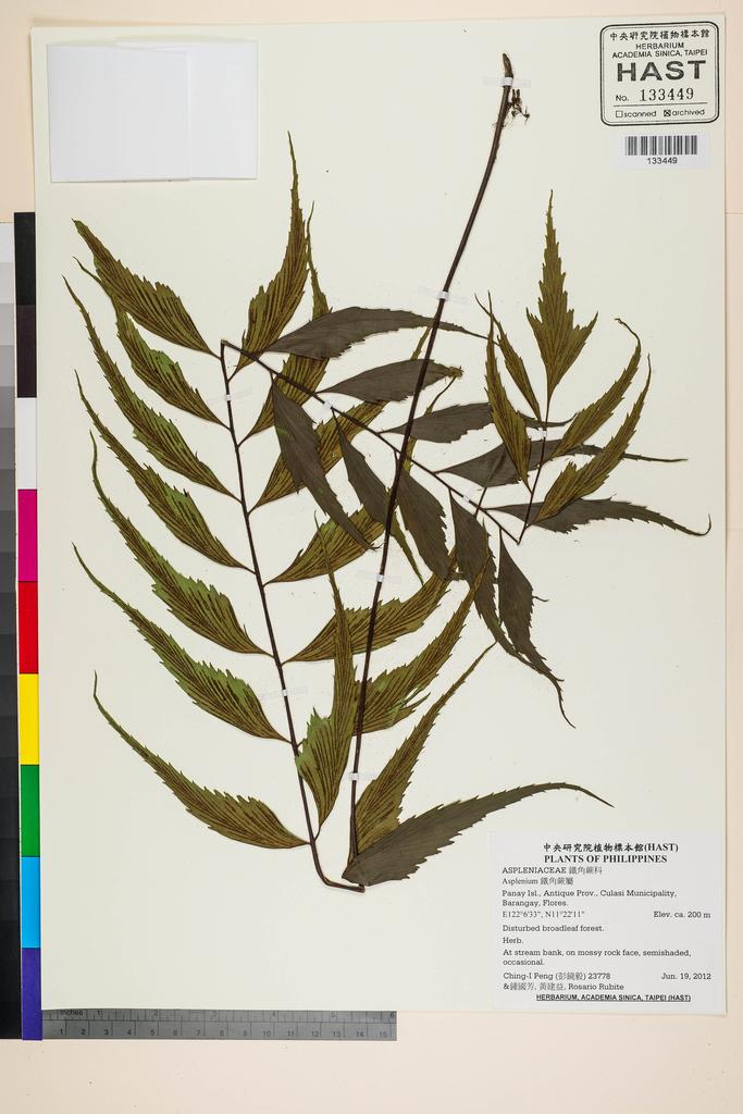 <Unit #107463 Peng, Ching-I | 彭鏡毅 | 23778:: | Asplenium>