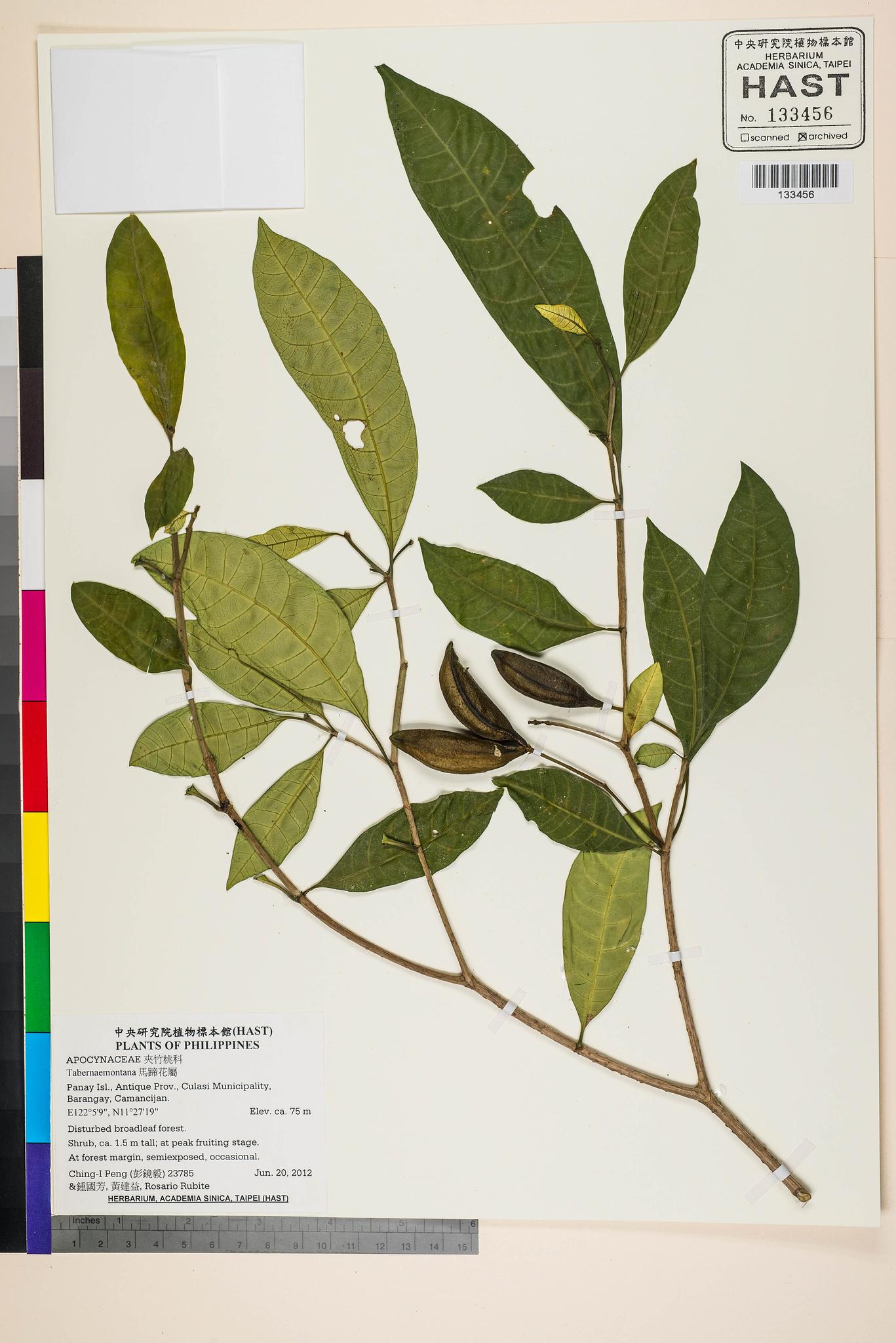 Sample image for viewer