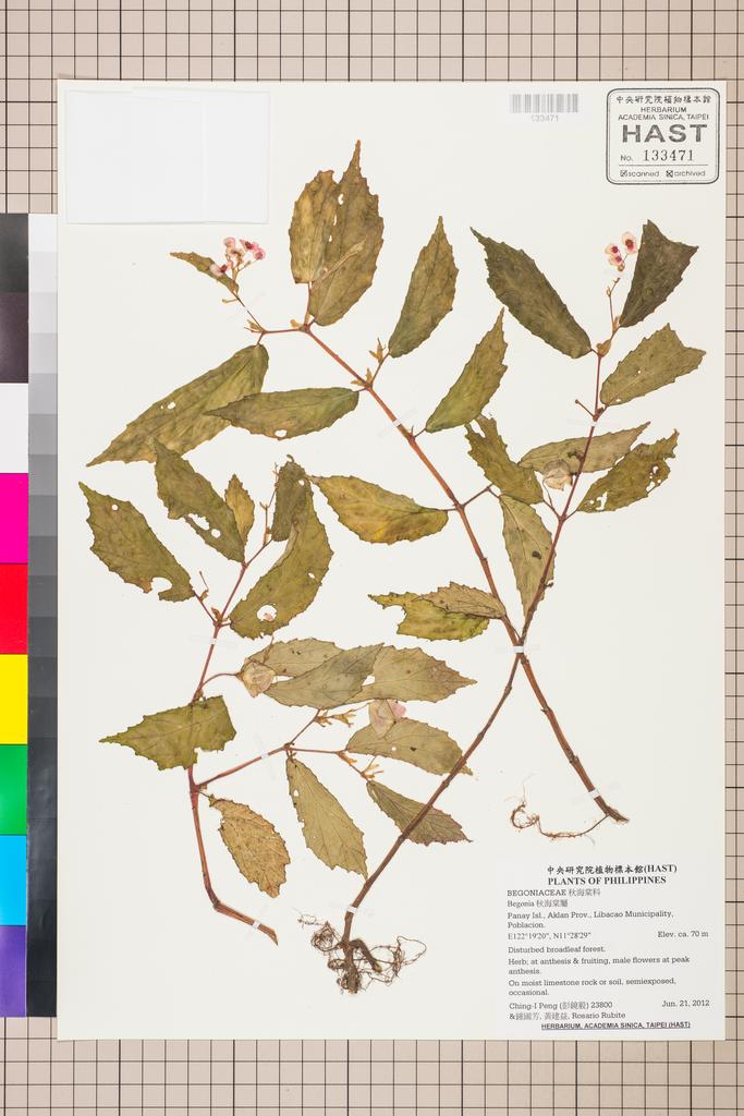<Unit #107491 Peng, Ching-I | 彭鏡毅 | 23800:: | Begonia>