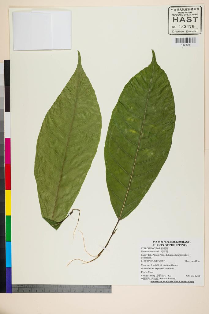 <Unit #107528 Peng, Ching-I | 彭鏡毅 | 23803:: | Theobroma cacao L.>