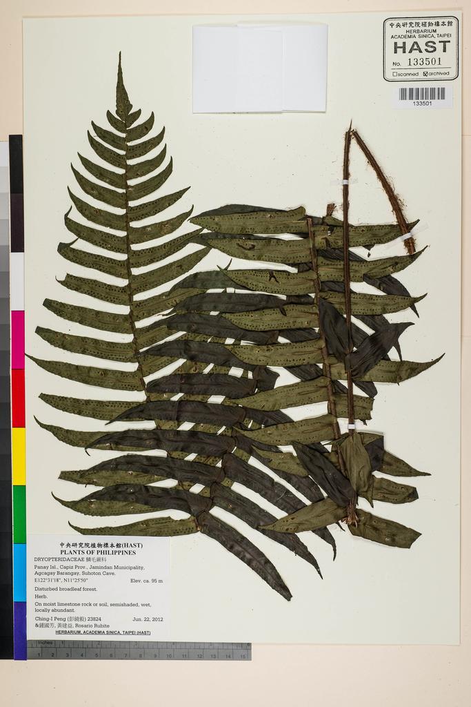 <Unit #107587 Peng, Ching-I | 彭鏡毅 | 23824:: | DRYOPTERIDACEAE>