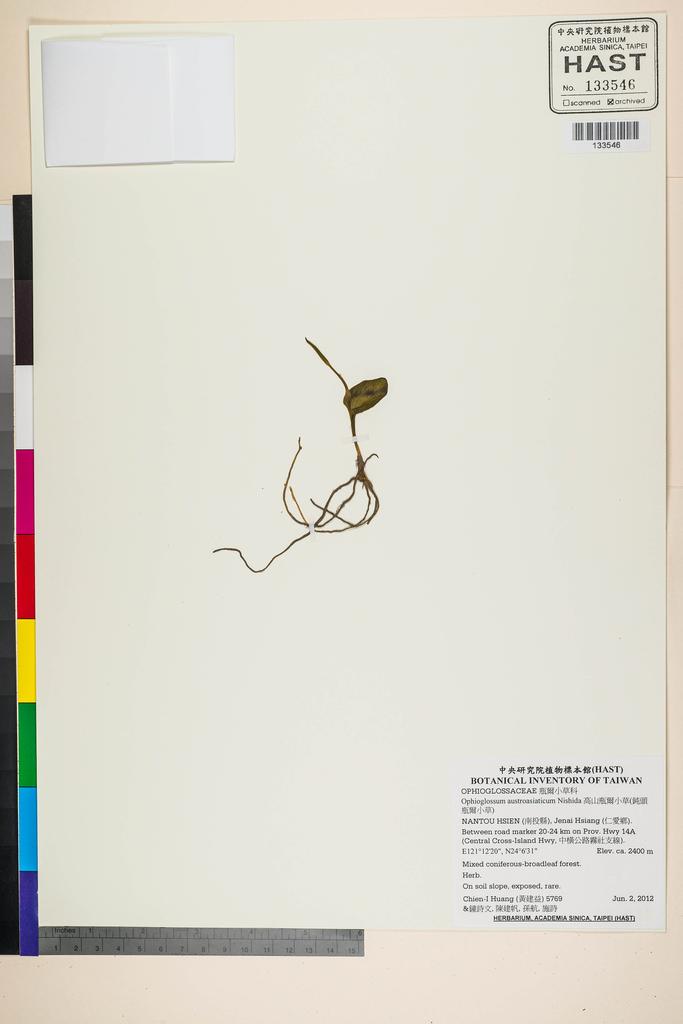 <Unit #109699 Huang, Chien-I | 黃建益 | 5769:: | Ophioglossum austroasiaticum Nishida>