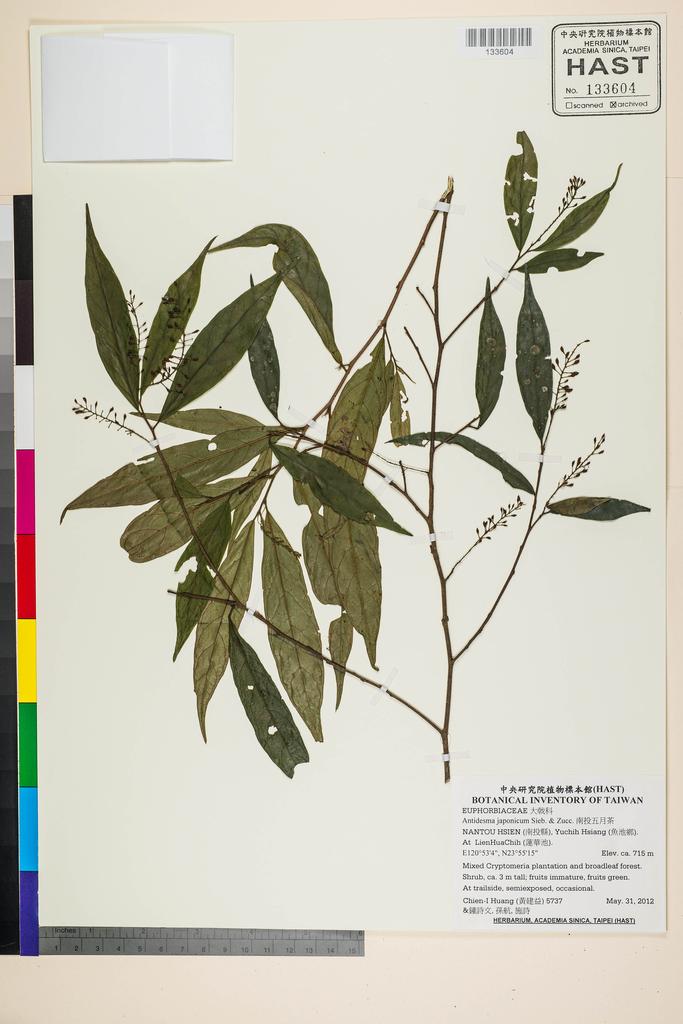 <Unit #109524 Huang, Chien-I | 黃建益 | 5737:: | Antidesma japonicum Sieb. & Zucc.>