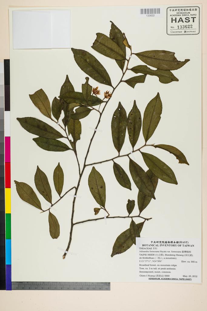 <Unit #108916 Huang, Chien-I | 黃建益 | 5669:: | Adinandra formosana Hayata var. formosana>