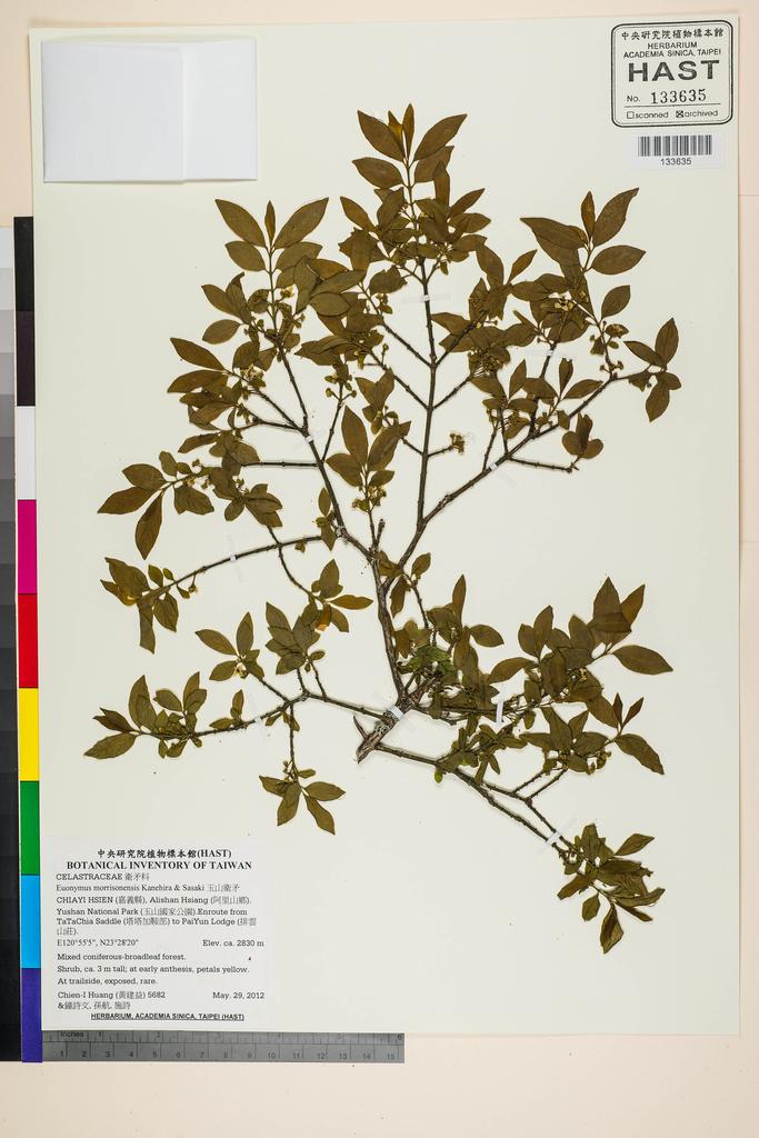<Unit #109045 Huang, Chien-I | 黃建益 | 5682:: | Euonymus morrisonensis Kanehira & Sasaki>